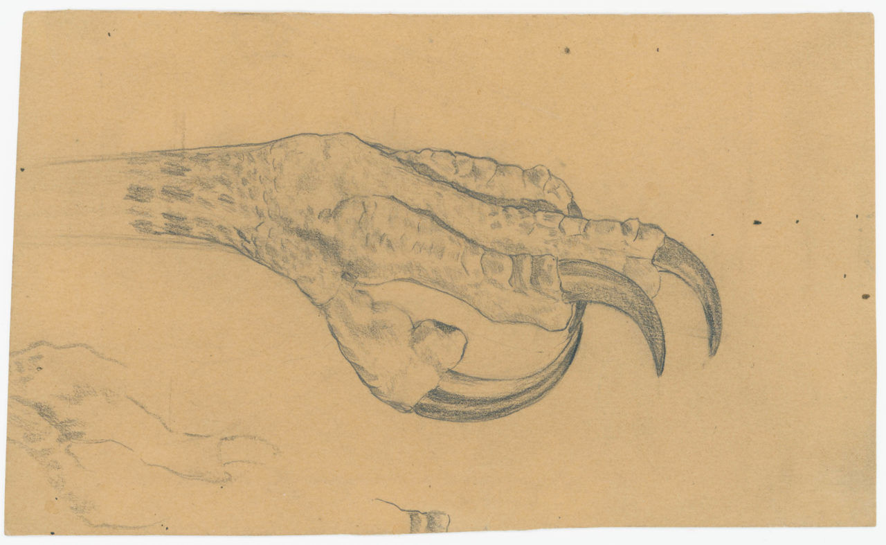 Sketch of a bird’s foot