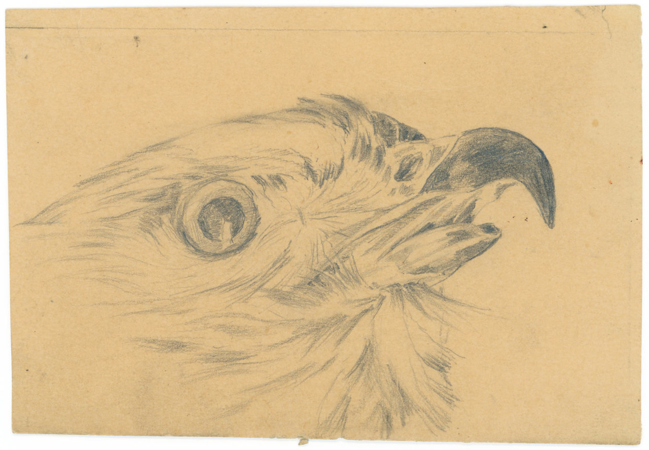 Sketch of a bird’s head
