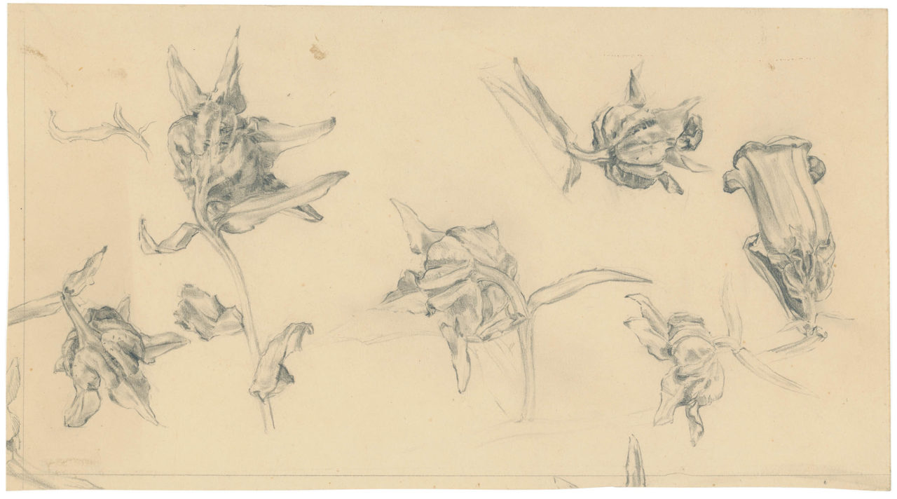 Sketch of flowers