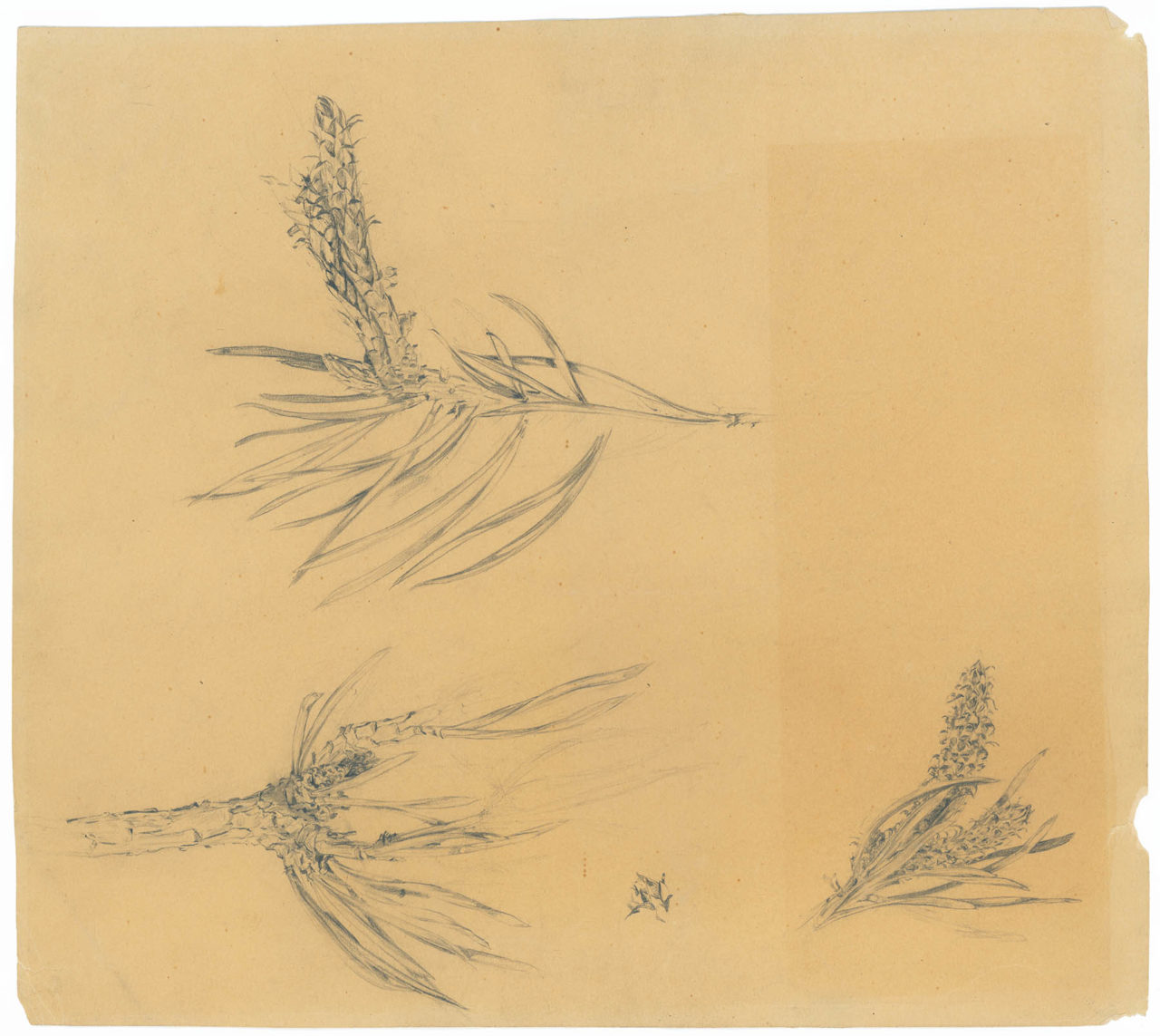 Sketch of grasses