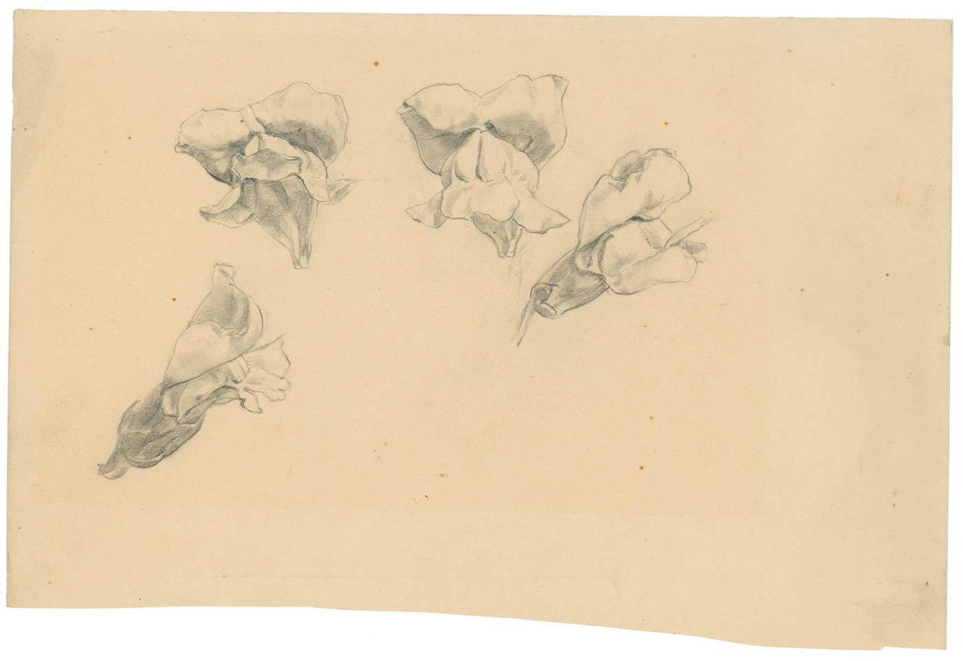 Sketches of snapdragons